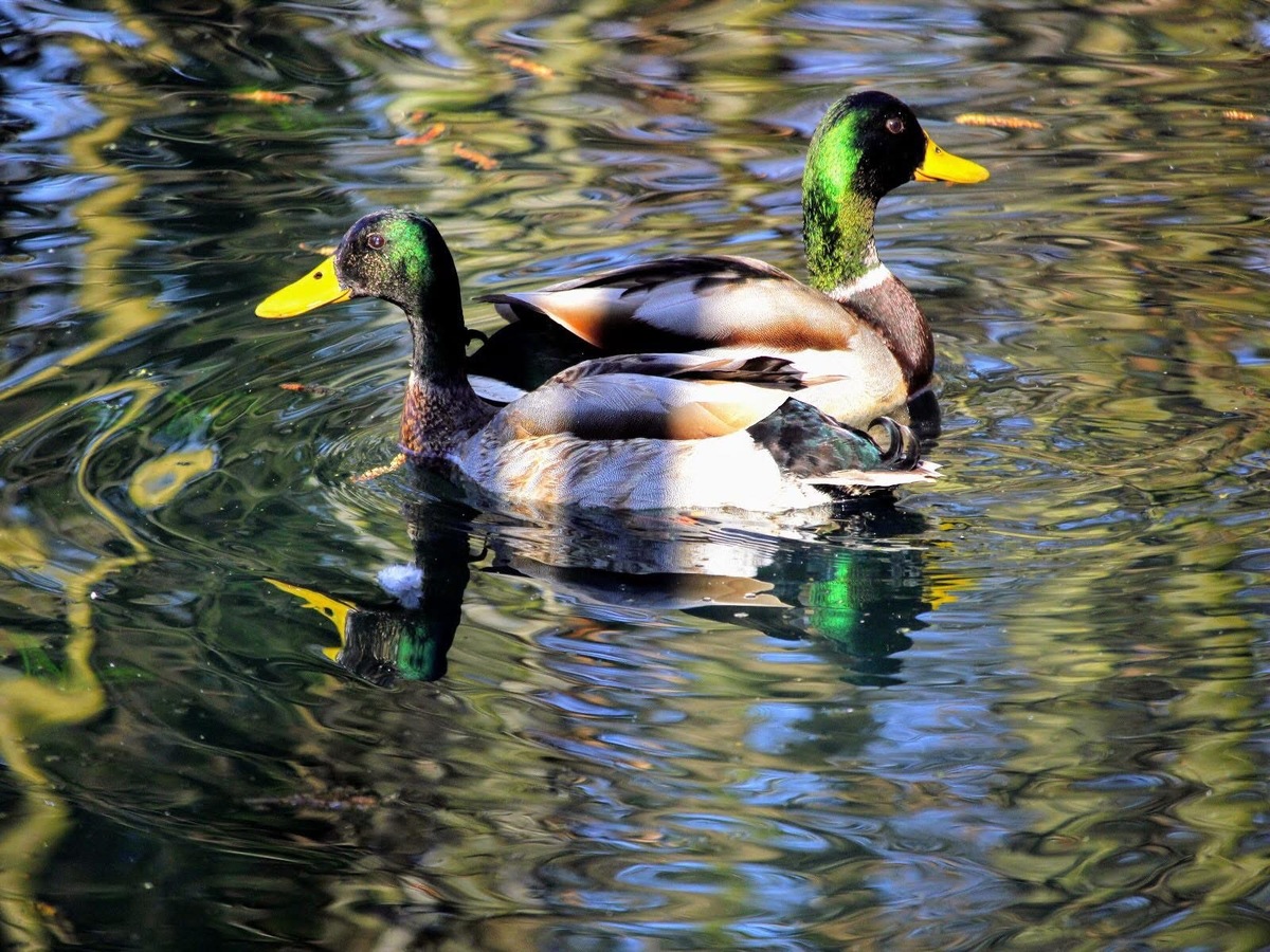 CH …. Double Quack 